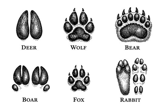 Animal tracks illustration featuring detailed engraved paw prints of deer, wolf, bear, boar, fox, and rabbit