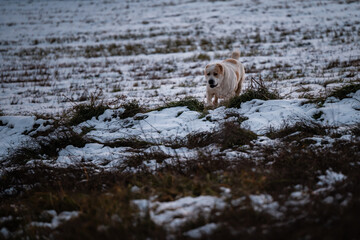 Dog walking through snowy field in winter