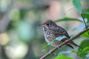 White-throated rock thrush perched on a branch in tropical forest.