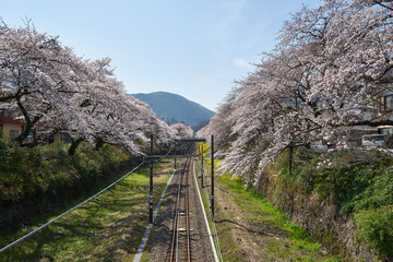 神奈川県　春の御殿場線　山北駅の桜の回廊