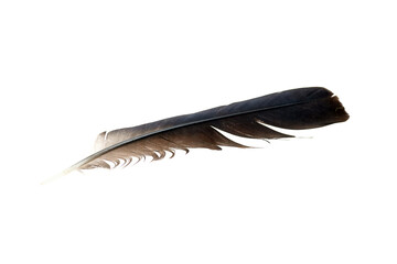 Black crow feather isolated on white background, showcasing intricate details and textures,...