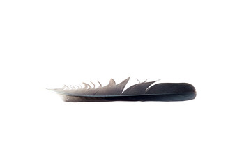 Black crow feather isolated on a white background showcasing intricate details and textures, representing nature's beauty and elegance in a minimalist composition