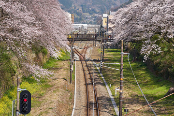 神奈川県　春の御殿場線　山北駅の桜の回廊