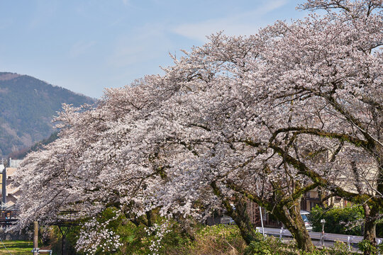 神奈川県　春の御殿場線　山北駅の桜