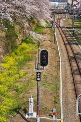 神奈川県　春の御殿場線　山北駅の桜の回廊