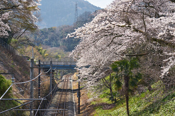 神奈川県　春の御殿場線　山北駅の桜の回廊