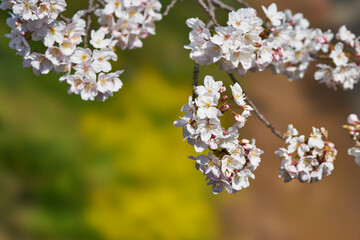 Obraz premium 神奈川県 春の御殿場線 山北駅の桜