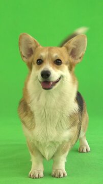 welsh corgi stands on green screen