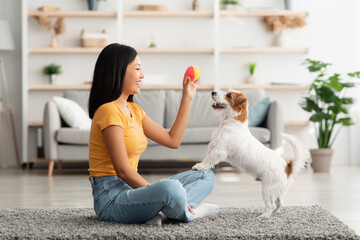 Female owner playing with joyful dog at home, happy young asian woman enjoying ball games with her...