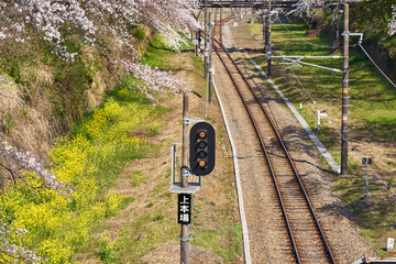 神奈川県　春の御殿場線　山北駅の桜の回廊