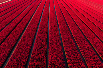 Rows of vibrant red flowers in a vast field during springtime in a rural area