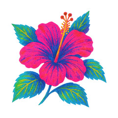 Naklejka premium PNG Vibrant tropical hibiscus illustration.