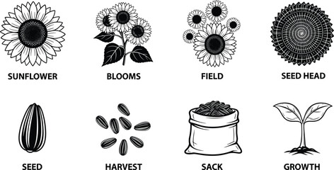 Sunflower growth cycle illustration set showing blooms, seeds, harvest, and plant development stages in detailed black and white botanical style
