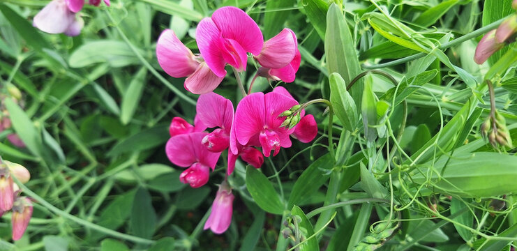 Pink flowers lathyrus latifolius or lathyrus odoratus growing on the meadow.