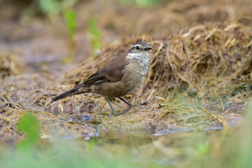Olrog's cinclodes, Cinclodes olrogi, Endemic species , in Quebrada del Condorito National Park, Cordoba Province, Argentina.