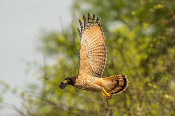 Roadside hawk  perched ,Rupornis magnirostris, La Pampa Province, Patagonia, Argentina.