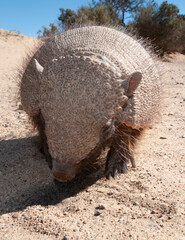 Hairy Armadillo, in grassland environment, Peninsula Valdes, Patagonia, Argentina