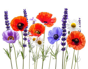 Fototapeta premium Assortment of vibrant wildflowers, including poppies, lavender, and daisies, against a black backdrop