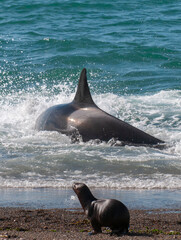 Orca, hunting a sea lion pup, in Patagonia coast,  Peninsula Valdes, Patagonia Argentina.