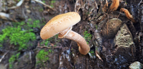 A solitary honey fungus or armillaria mushroom (armillaria mellea, armillaria ostoyae) grows on a tree. Panorama.