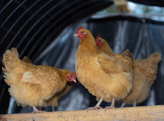 Buff Orpington chicken hens staying warm in their roost in winter