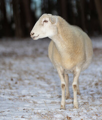 Large sheep ewe on a snowy paddock