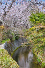 京都　哲学の道　美しい桜（日本京都府京都市）Beautiful cherry blossoms on the Philosopher's Path in Kyoto (Kyoto City, Kyoto Prefecture, Japan)
