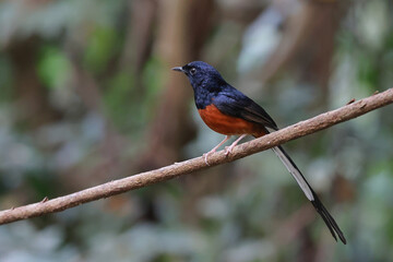 A beautiful white-rumped shama perched on a vine in a tropical forest.