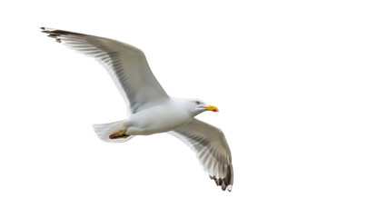 Seagull flying isolated on transparent background PNG, majestic bird with outstretched wings in dynamic pose for nature and wildlife projects