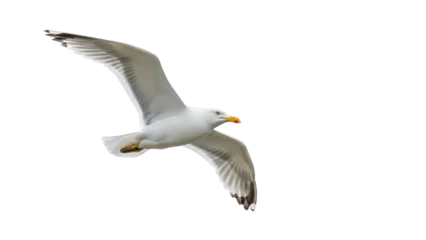 Fototapeten Vogel Seagull flying isolated on transparent background PNG, majestic bird with outstretched wings in dynamic pose for nature and wildlife projects  © Maria