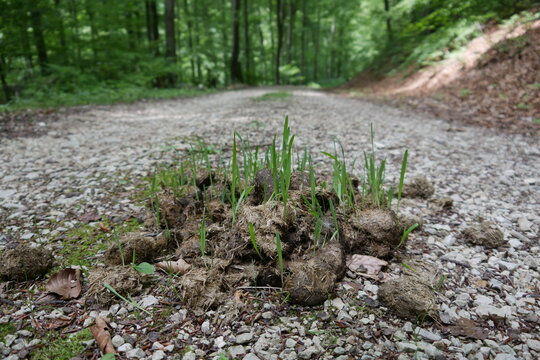 Keimender Pferdemist auf Wanderweg in der Schw&auml;bischen Alb