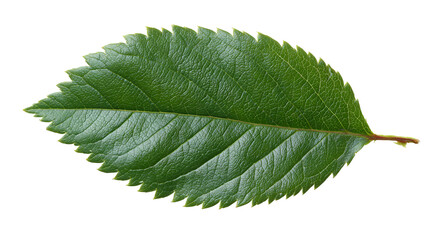 Obraz premium Close-up of a vibrant green leaf featuring a detailed texture, isolated on black background