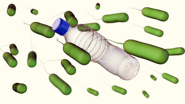 A 3d rendering of Ideonella sakaiensis can break down polyethylene terephthalate (PET) the material used to make single-use water bottles and use it as its primary source of energy and carbon.