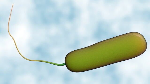 A 3d rendering of Ideonella sakaiensis is a bacterium that has unique ability to "eat" plastic. Specifically, it can break down polyethylene terephthalate (PET).