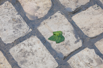 Leaf on the tiles of a street, Bizerte, Tunisia