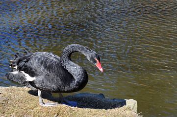 Cygnus Atratus, black swan standing under the sun near the water of the park pond in early springtime.Nature, water birds, fauna, swans in spring.