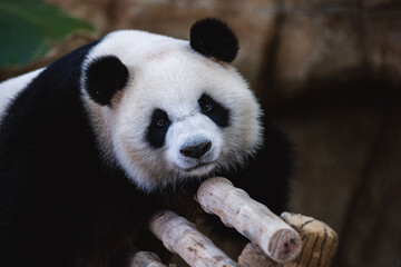 Fototapeta premium Cute Giant panda at Zoo Negara Malaysia