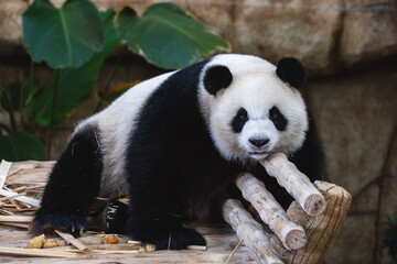 Fototapeta premium Cute Giant panda at Zoo Negara Malaysia