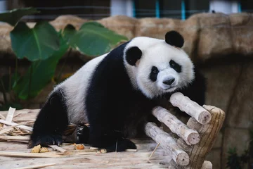 Gardinen Panda Cute Giant panda at Zoo Negara Malaysia  © AbdulRazak