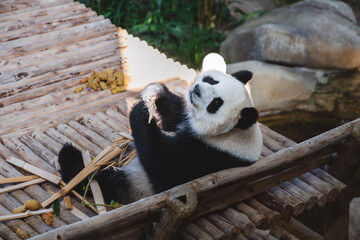Cute Giant panda at Zoo Negara Malaysia © AbdulRazak