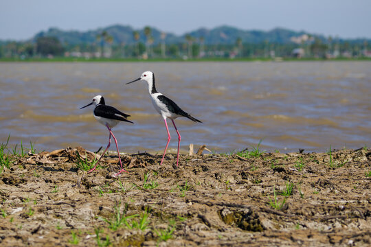 Wei&szlig;gesicht-Stelzenl&auml;ufer (Himantopus leucocephalus) am Ufer eines Sees