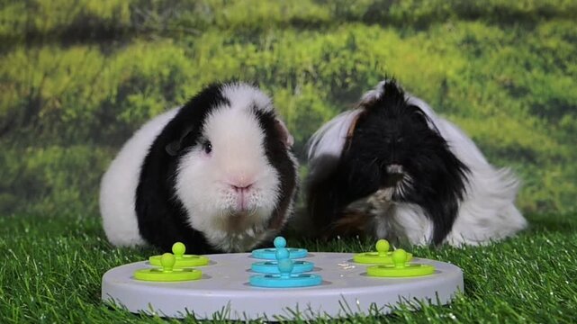 meerschweinchen tier natur nager fressen spiel