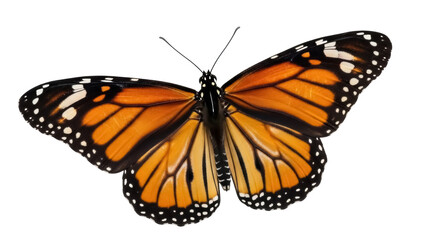 Fototapeta premium Monarch butterfly PNG isolated on transparent background, orange and black wings with white spots, beautiful insect for design projects
