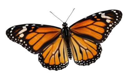 Monarch butterfly PNG isolated on transparent background, orange and black wings with white spots, beautiful insect for design projects