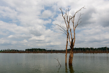Tall, bare tree trunks stand in the still water of a reservoir, with a distant line of submerged forest and a cloudy sky above. The image highlights stark silhouettes, muted tones, and the contrast