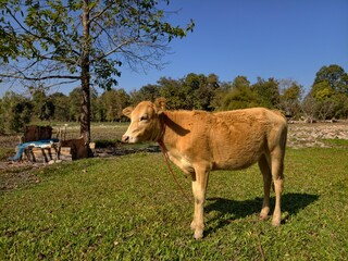 Cows that farmers raise in the fields.