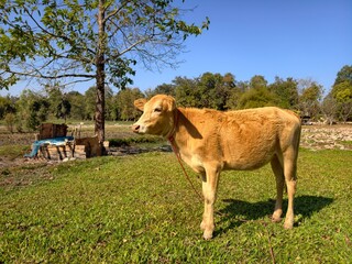 Cows that farmers raise in the fields.