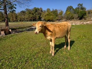 Cows that farmers raise in the fields.