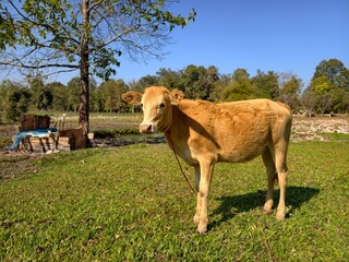 Cows that farmers raise in the fields.