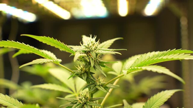Close-up of a cbis plant with buds growing indoors under artificial lights.